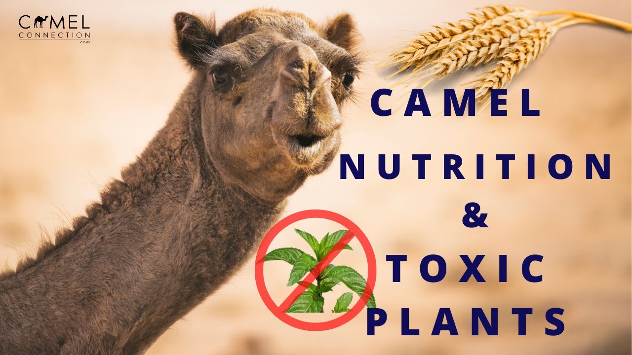 Camel Nutrition & Toxic Plants