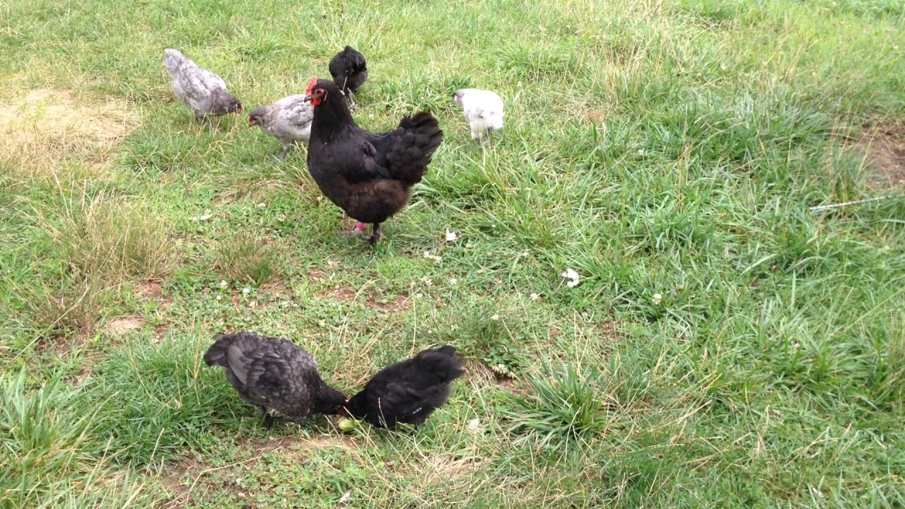 Self Sustaining Chicken Flock