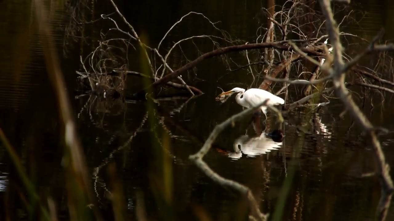 the great egret