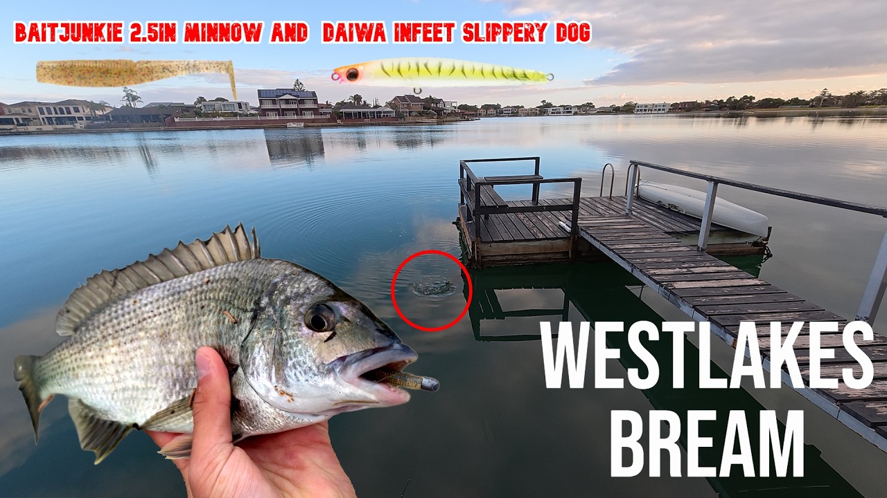 These 2 lures get smashed! (Westlakes bream fishing)