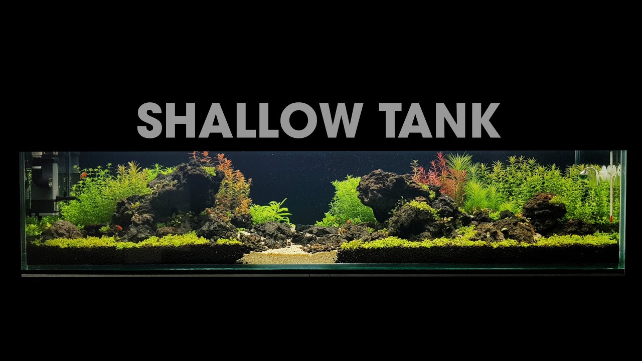Aquascape Tutorial - How to create a Shallow Planted Tank