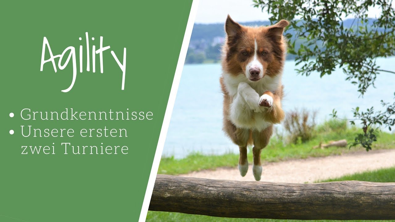 Agility // Grundkenntnisse & unsere ersten zwei Turniere