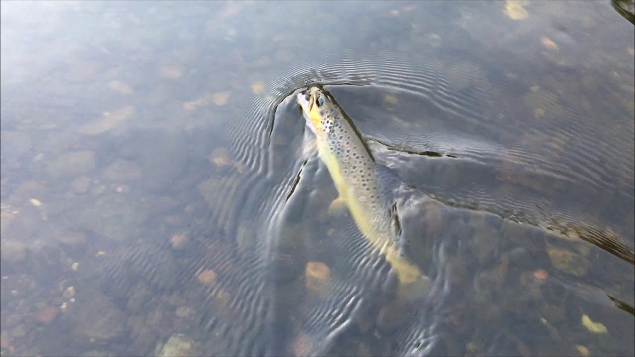 Fliegenfischen in der Harzer Bode auf Bach- und Regenbogenforellen