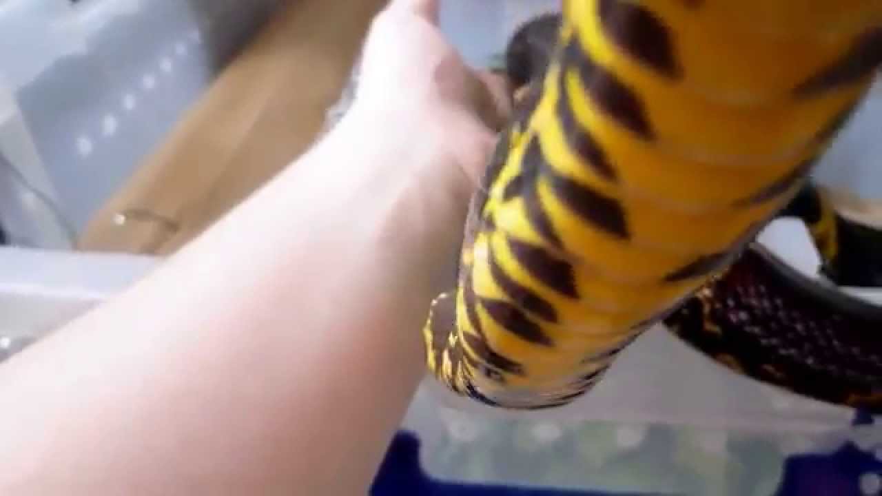 Russian rat snake exploring