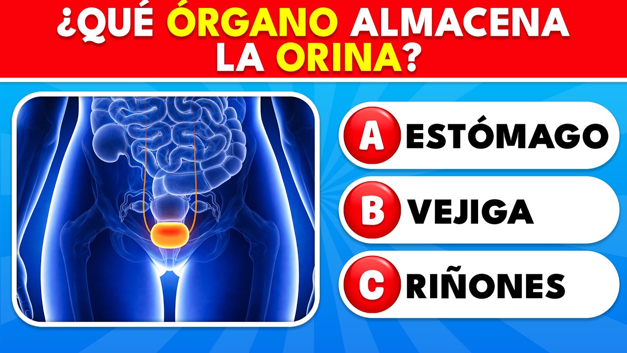¿Cuánto sabes sobre TU CUERPO? 🧠 50 PREGUNTAS DIFÍCILES | Knowlio - ES