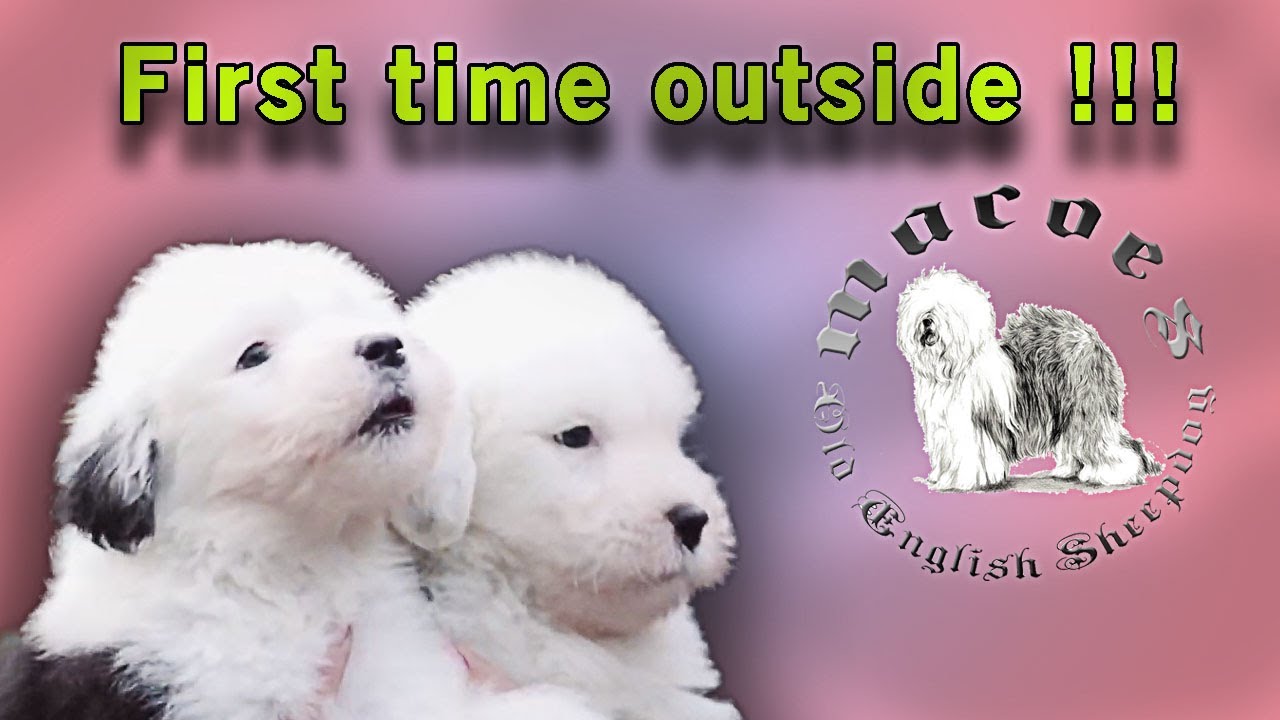 Macoes litter H - First time outside - Old English Sheepdog