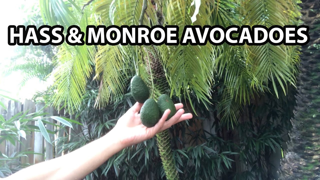 Hass & Monroe Avocado Trees: Update Video🥑