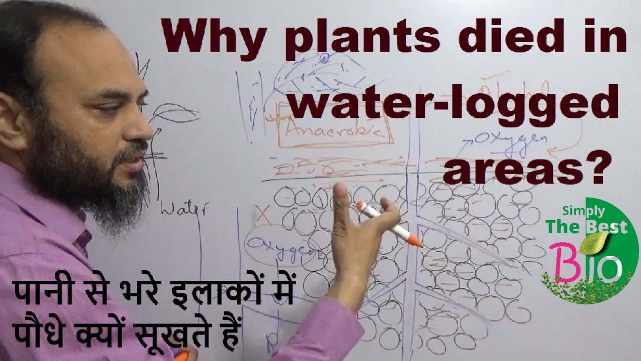 Why plants died in water-logged areas? by Simply The Best BIO