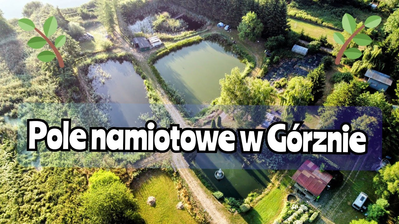 Pole Namiotowe w Górznie ze stawami 🎣. Cisza, spokój bez ścisku👌 Stalewiaki w podróży.