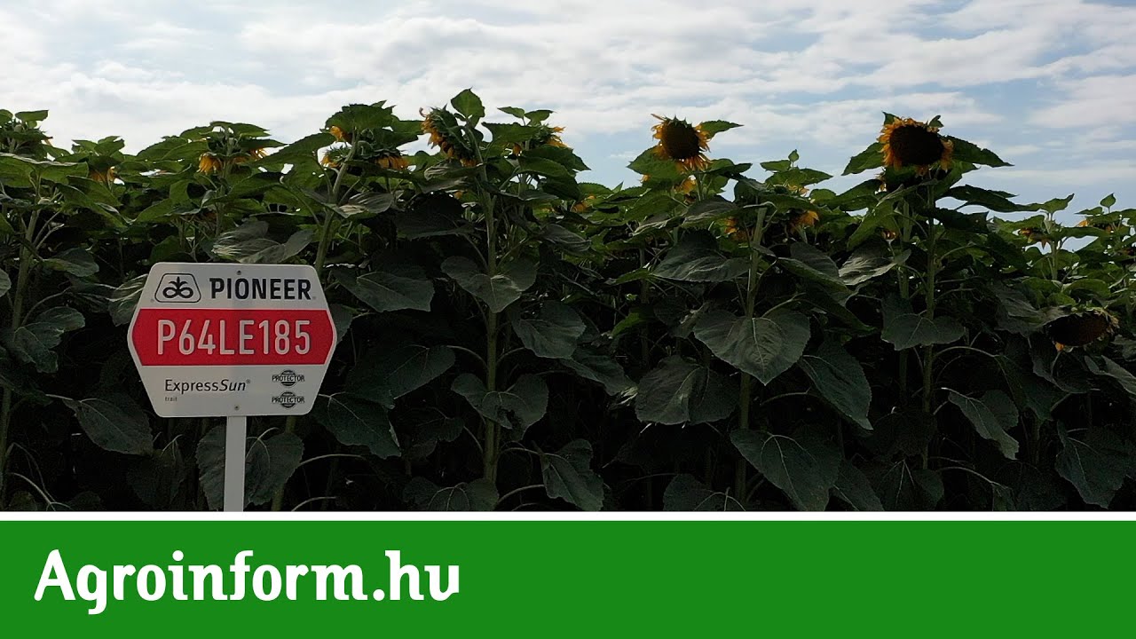 Meg&uacute;julnak az Express&reg;-toler&aacute;ns napraforg&oacute;k, &iacute;me a z&aacute;szl&oacute;shaj&oacute; hibrid!