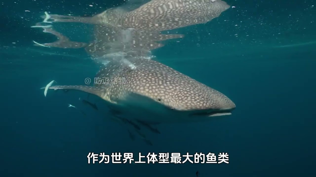姥鲨我很丑但我很温柔一代人有一代人的动物 video