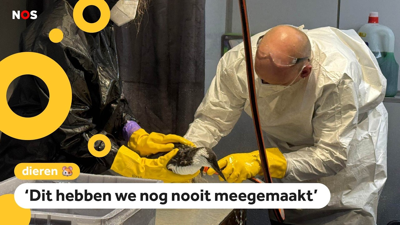 Tientallen vogels gevonden die onder de olie zitten