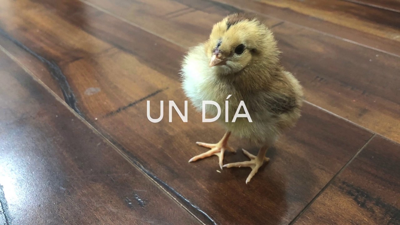 Fotos de mi nuestro Gallo sweater hasta los 6 meses , cuando llegó el día de Comerlo .