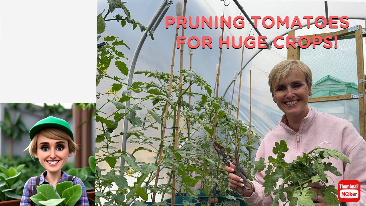 Pruning tomatoes - how to succeed!