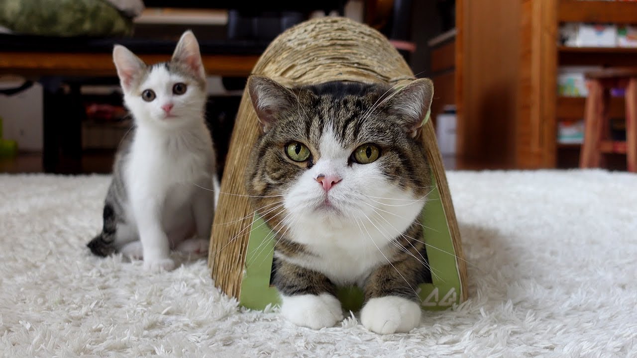ねずみの爪とぎとねこ。-Mouse shaped scratching board and cats.-