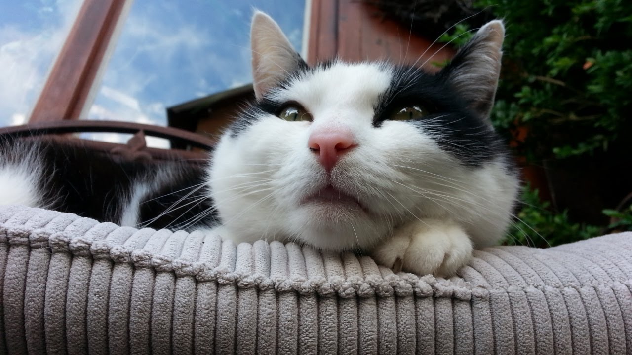 Murri, ein quietschender 4beiniger Landdelfin