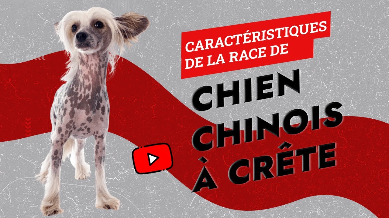 Caractéristiques De La Race De Chien Chinois À Crête 🐩