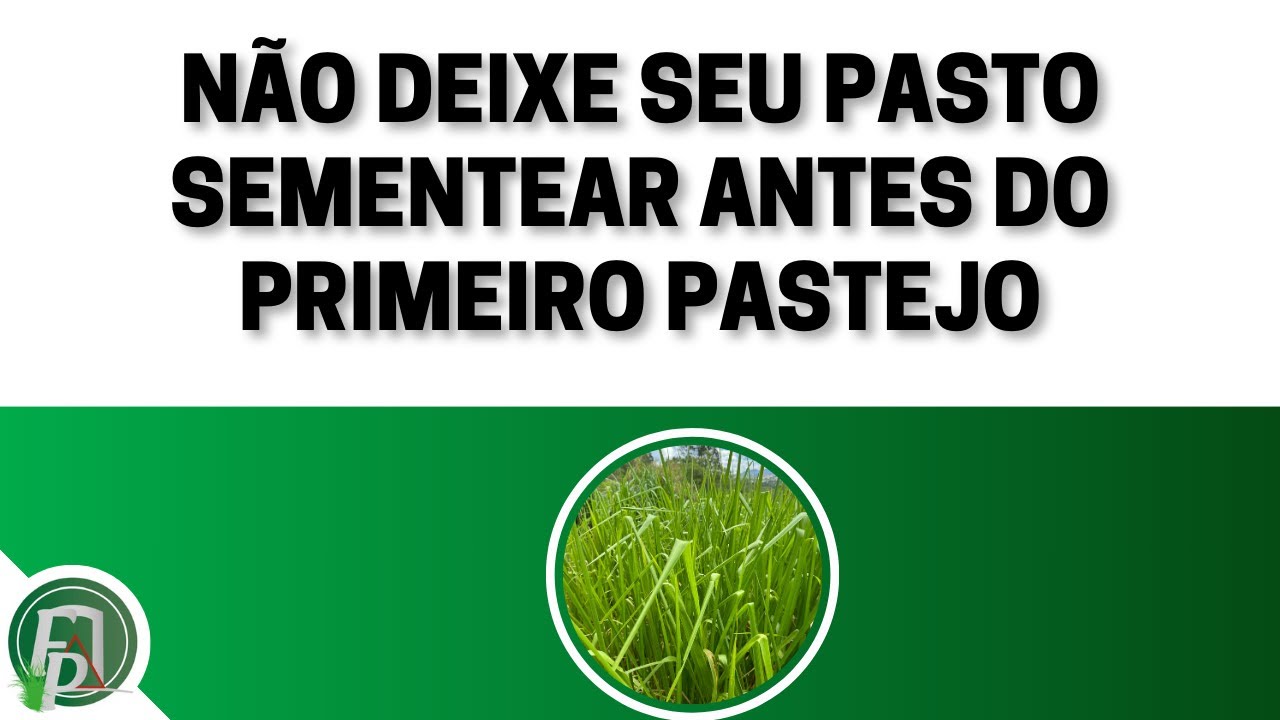 NÃO DEIXE O PASTO SEMENTEAR ANTES DO PRIMEIRO PASTEJO