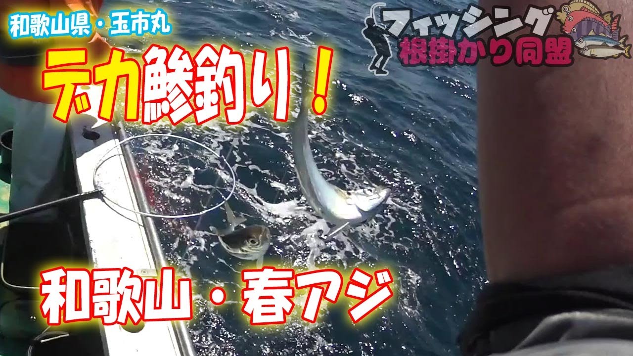 デカ鯵を狙う！和歌山県・玉市丸で大アジ釣り！