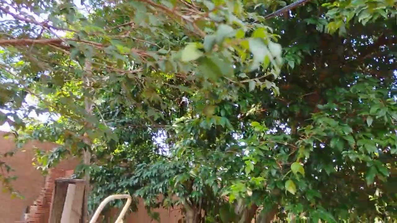 Como ter uma vida saudável sem stress 🌿 A natureza acalma a mente. (Parte 1)