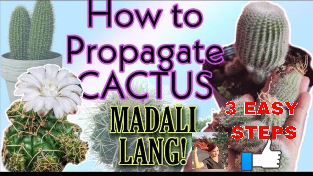 BEST WAY TO GROW CACTUS IN PHILIPPINES || HOW TO PROPAGATE CACTUS IN 3 EASY STEPS ||FIRST VLOG