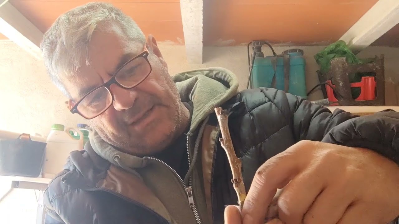 Injerto de enchufe albaricoque Mauricio ( recuperando variedades)