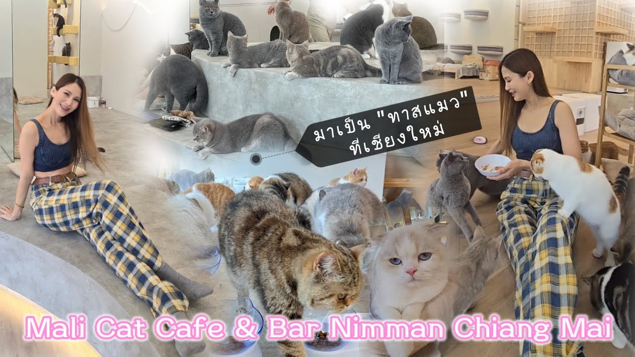 คาเฟ่แมว เชียงใหม่ 