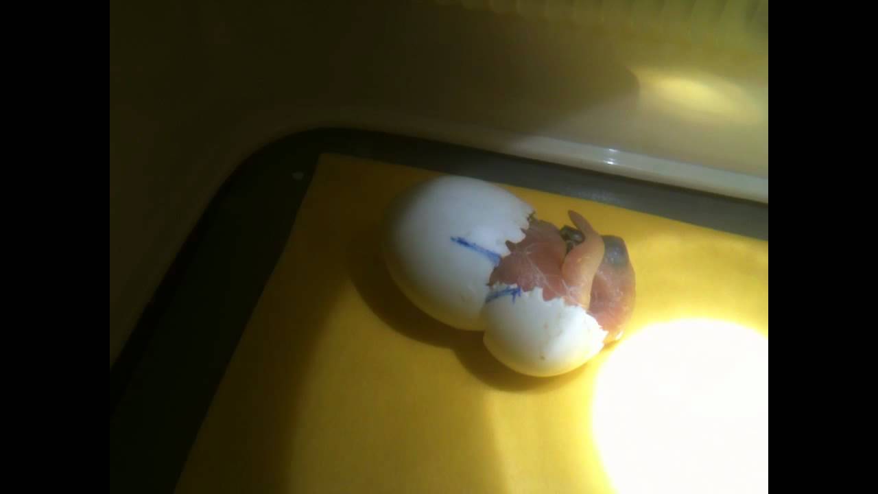 African Grey Parrot , Baby Hatching.