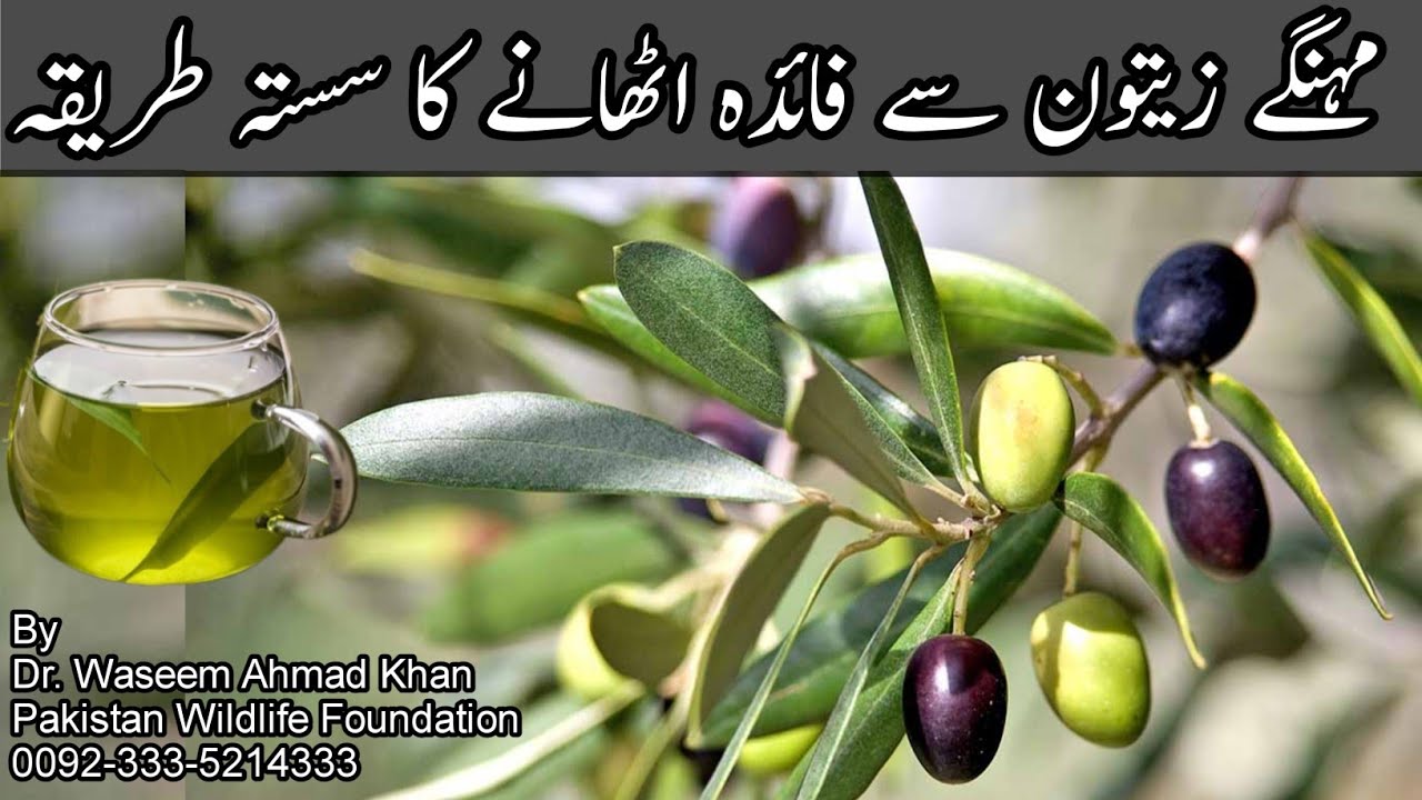 How To Take Full Benefits Of Olive Free Of Cost | Cheapest Use of Olive | Zaitoon Ki Kasht