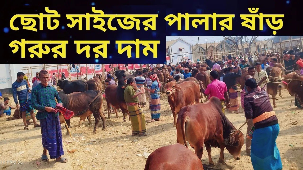 আলমডাঙ্গার হাটের ছোট পালার উপযোগী ষাঁড় গরুর দাম দেখুন।