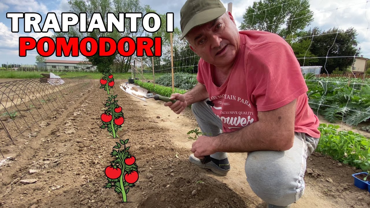 TRAPIANTO i POMODORI nell'ORTO reso ALCALINO con la CENERE!