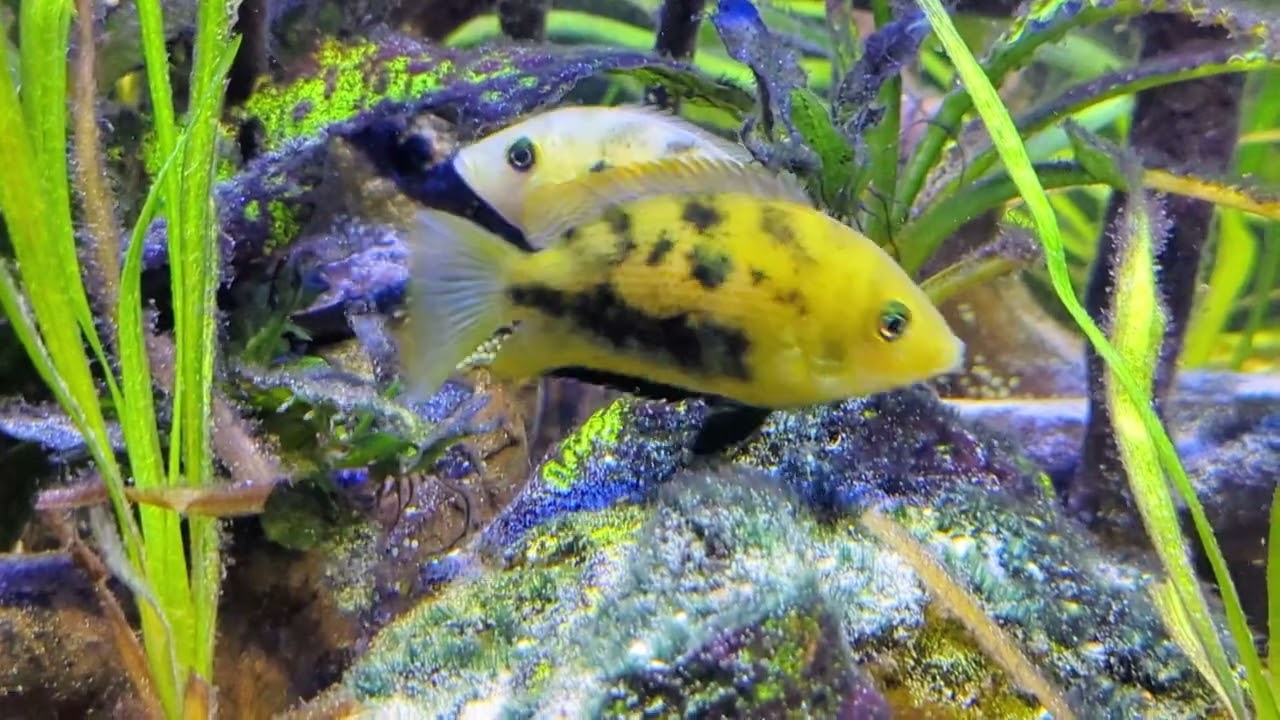 Wild Orange Chromide pair (Pseudetroplus maculatus) with eggs