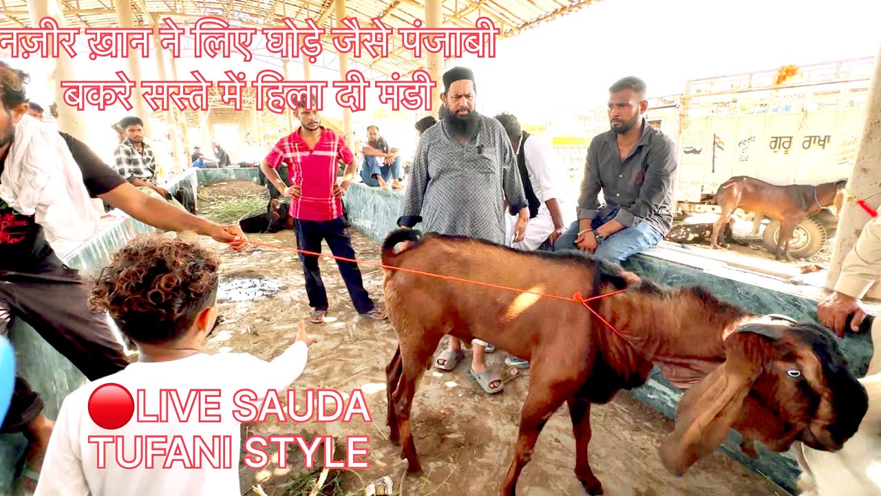 नज़ीर ख़ान ने लिए घोड़े जैसे पंजाबी बकरे सस्ते में हिला दी मंडी @farmingbaba Nazeer khan live sauda 