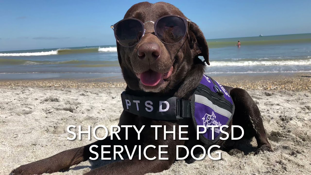 Shorty the PTSD Service Dog