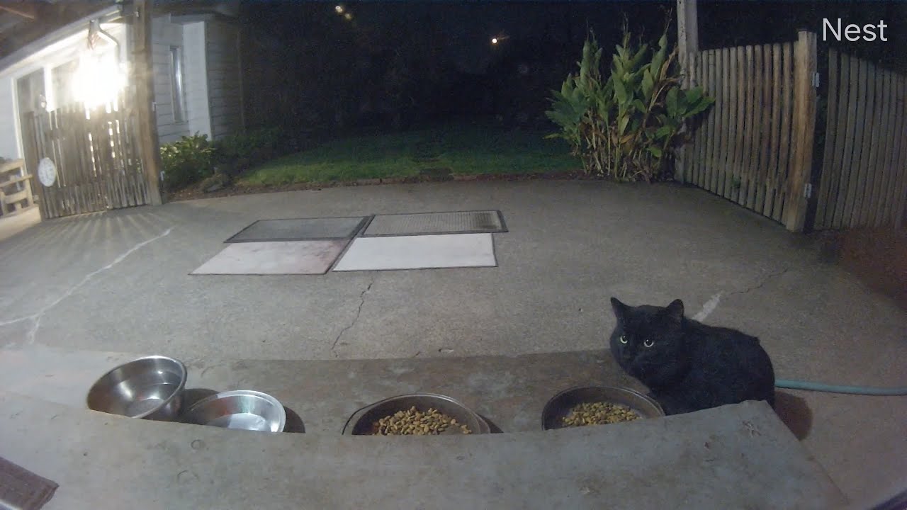 Stray cat with no tail visits our patio - let's call it "Stubby!" (mMc 2763)