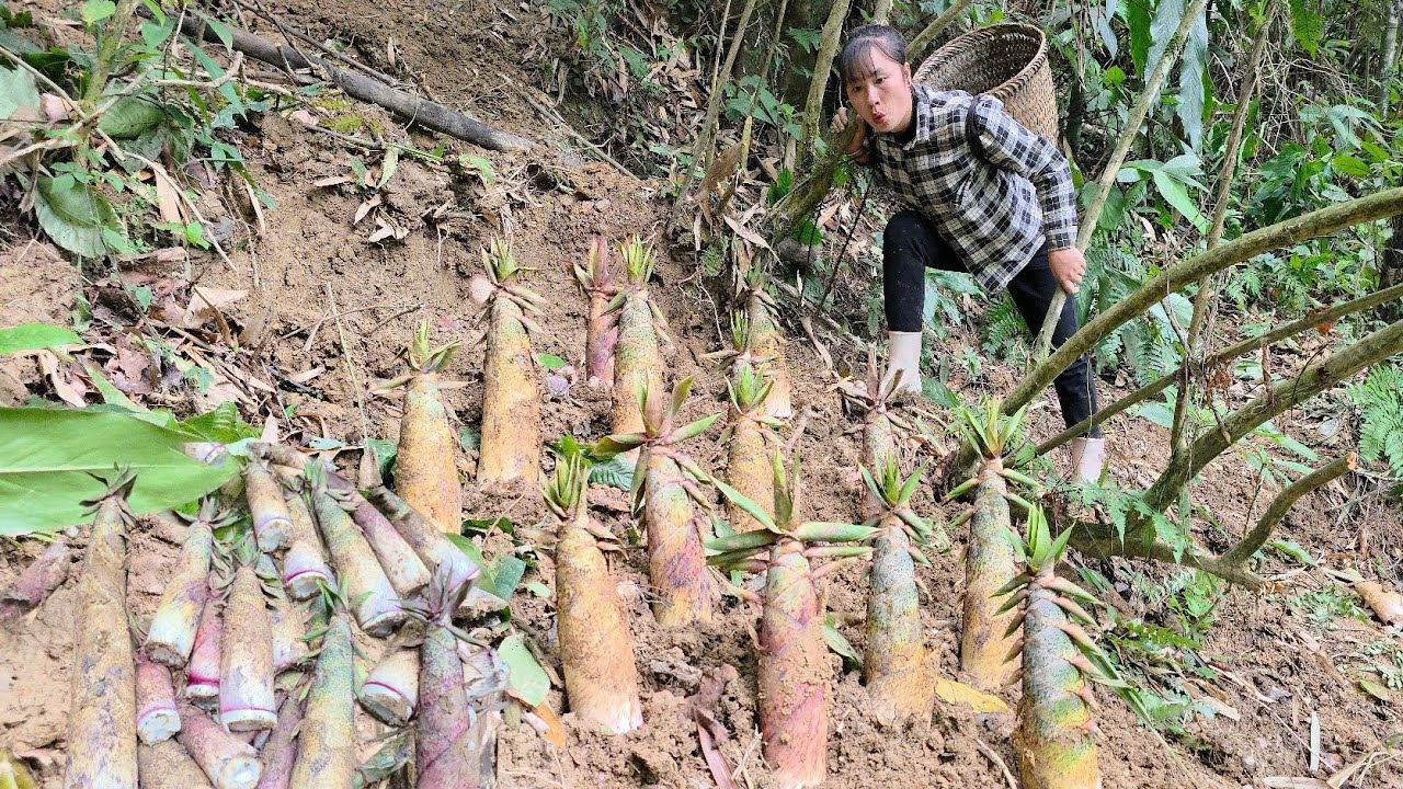 Harvest the first bamboo shoots of the season and take them to sell | Tương Thị Mai