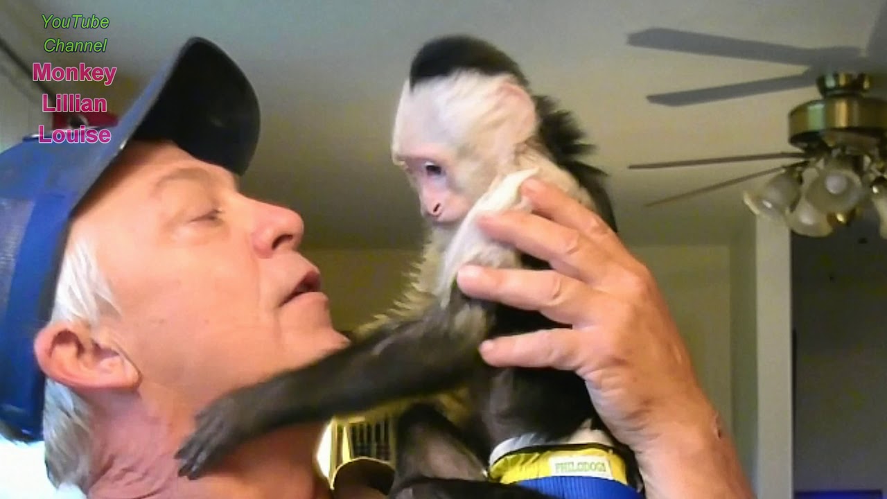 How Big Does a Capuchin Monkey Get?