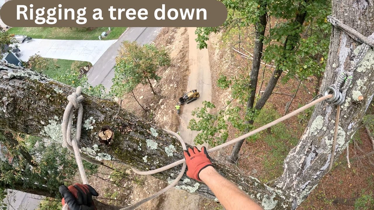 Rigging down a dead oak tree