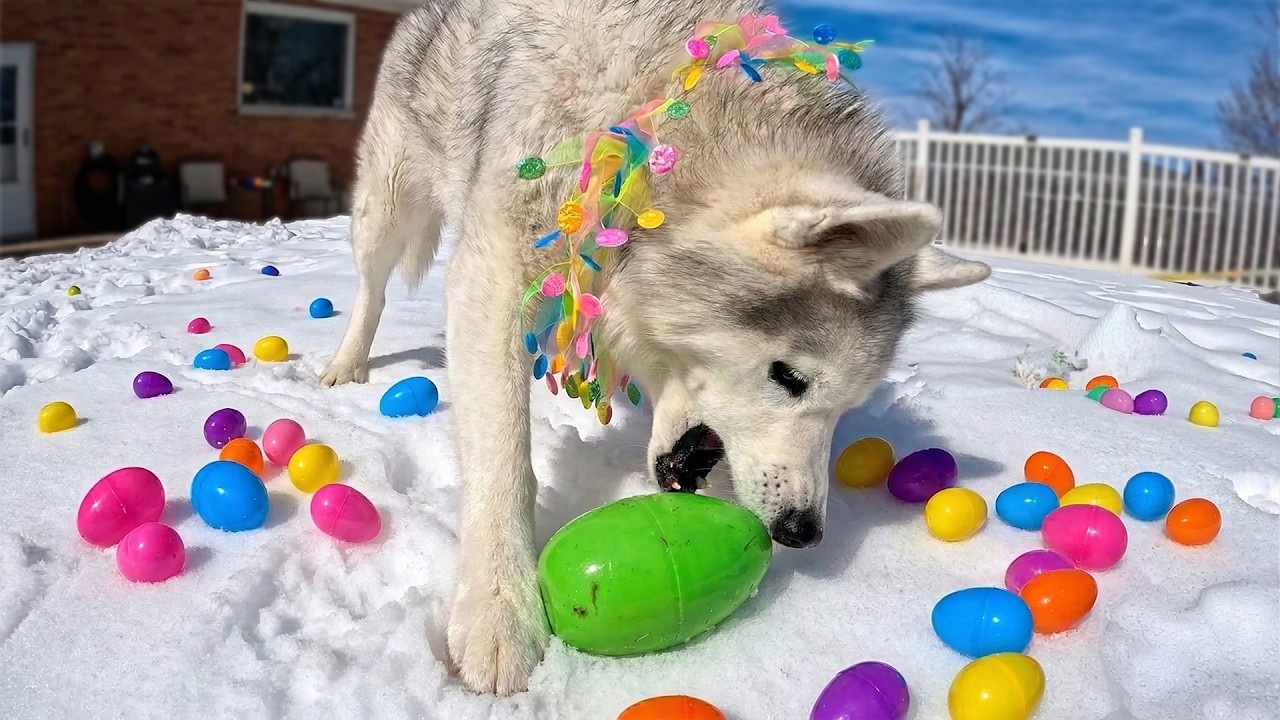 My Dogs Go Easter Egg Hunting 🐰 Finding Easter Eggs in the Snow!