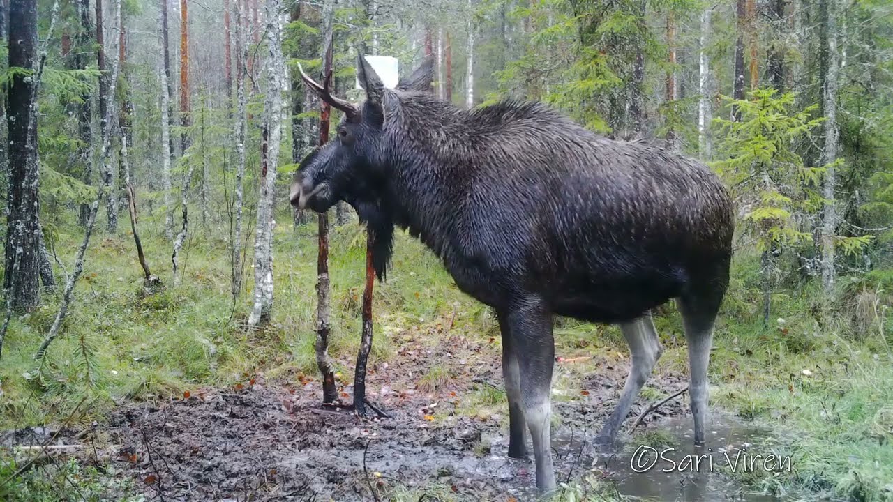 Riistakamera kuvaa Suomen syksyistä luontoa. The trail camera captures Finland's autumn nature.