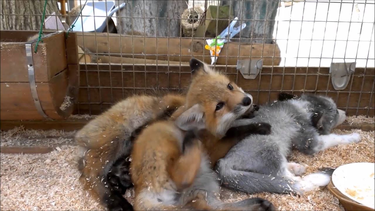もふもふ子ぎつね#１ @蔵王キツネ村  - fluffy fox pups #1