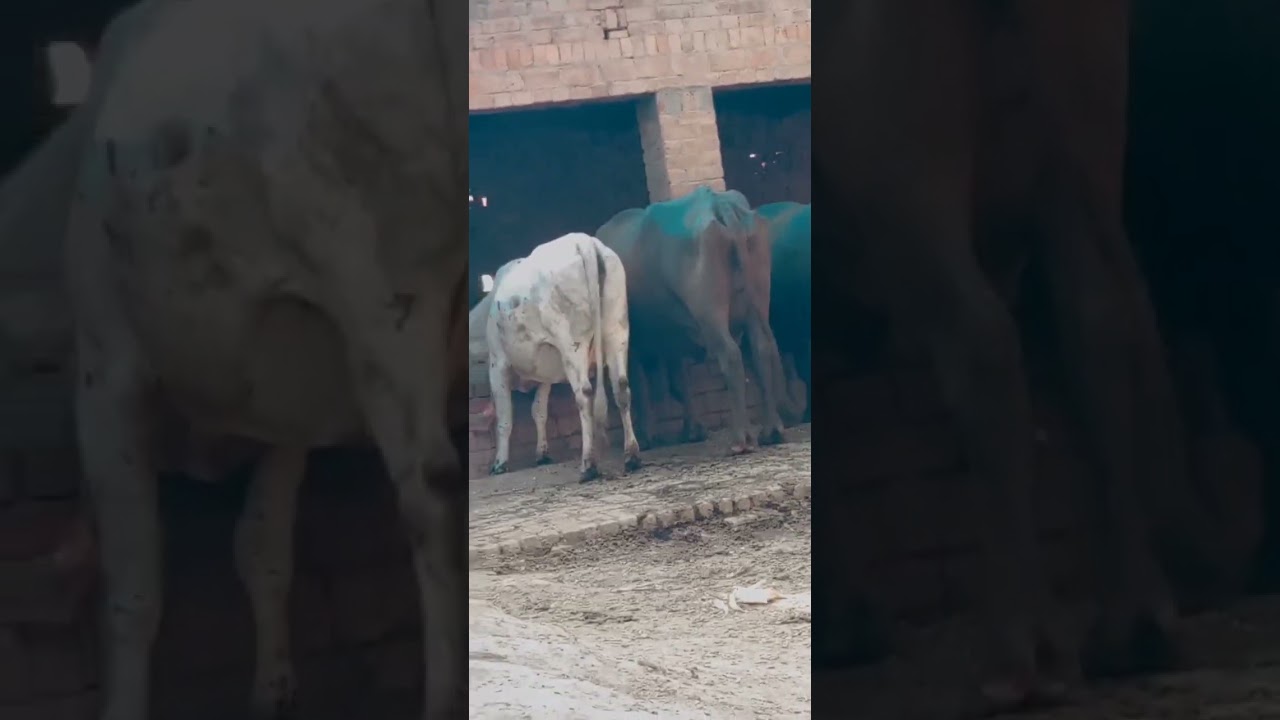 Visit to a Small Size Cow Farm 