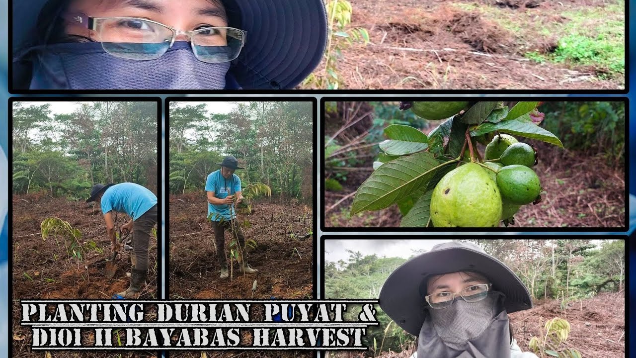 Planting Durian Puyat & D101 ll Guava Harvest ll BUHAY BUKID