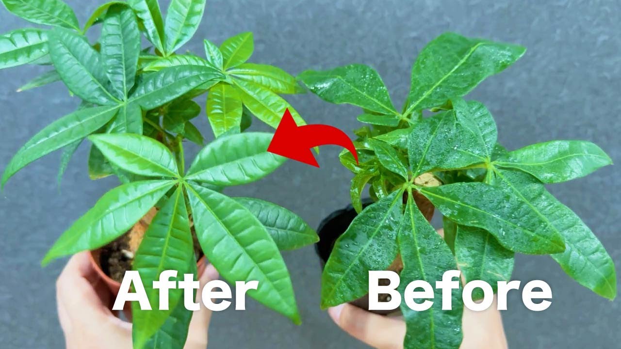 【マジで凄い】誰でもできる観葉植物を超元気にする方法