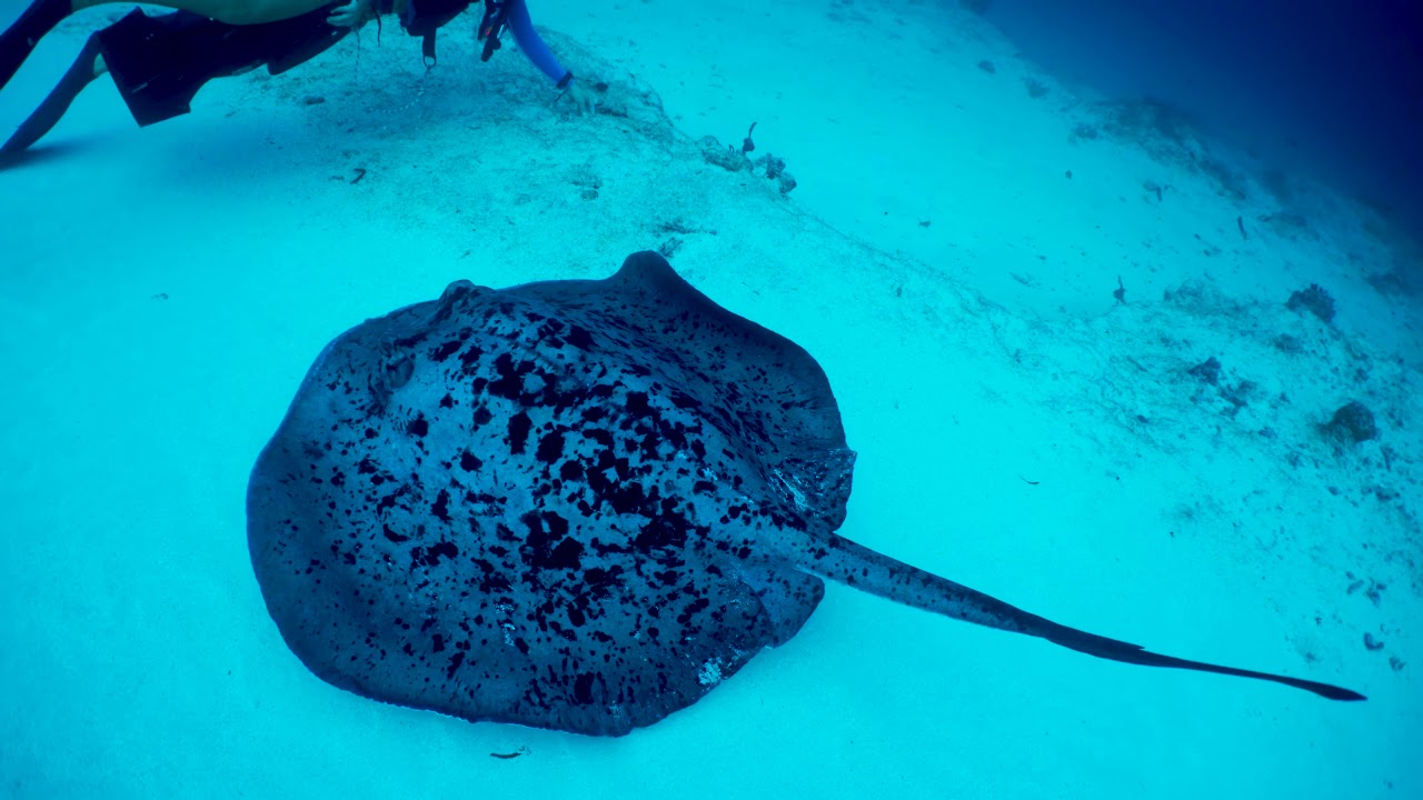 Maldives Diving - Lhaviyanni Atoll - 4K/UHD Shot with Panasonic GH5s