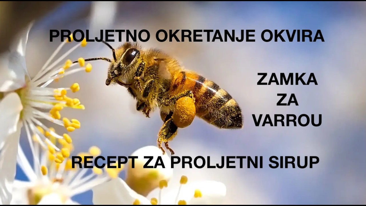 Proljetni pregled pčela – okretanje nastavaka, stimulativni sirup i kontrola varoe #pčelarstvo2026