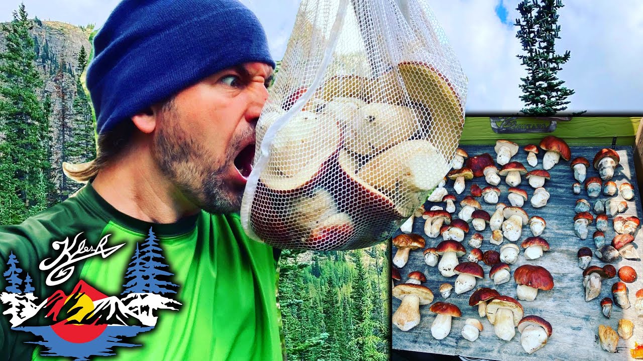 Porcini Mushrooms - King Bolete - Coral Mushrooms - Amanita muscaria