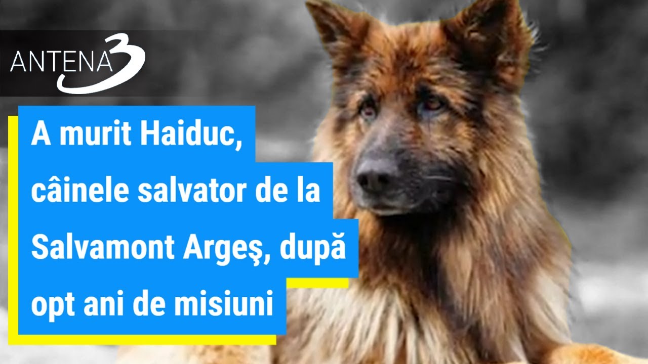 A murit Haiduc, c&acirc;inele salvator de la Salvamont Argeş, după opt ani de misiuni