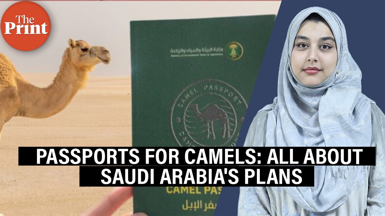 Passports for camels: All about Saudi Arabia's plan to regulate ownership, trade & health