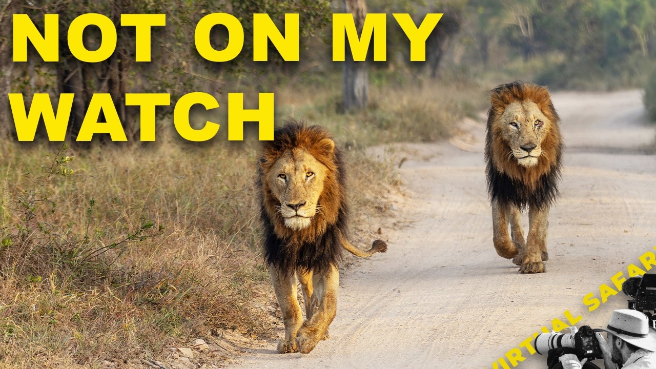 Who Runs Which Corner of Londolozi | Virtual Safari #327